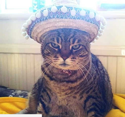 angry Tabby cat in a sombrero