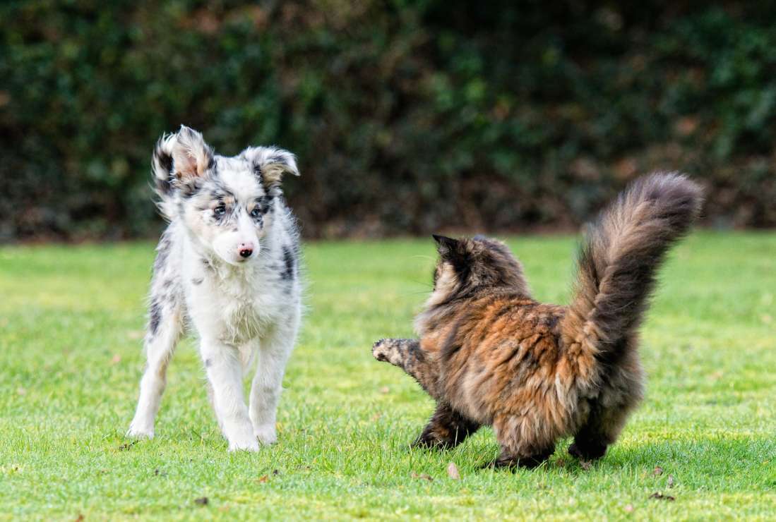 brown cat with fuzzy tail ready to fight with dog