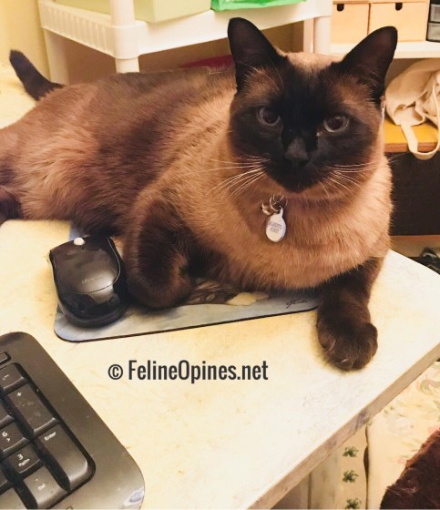 Siamese Cat Alberto from Feline Opines