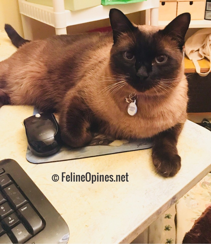 Siamese Cat Alberto from Feline Opines