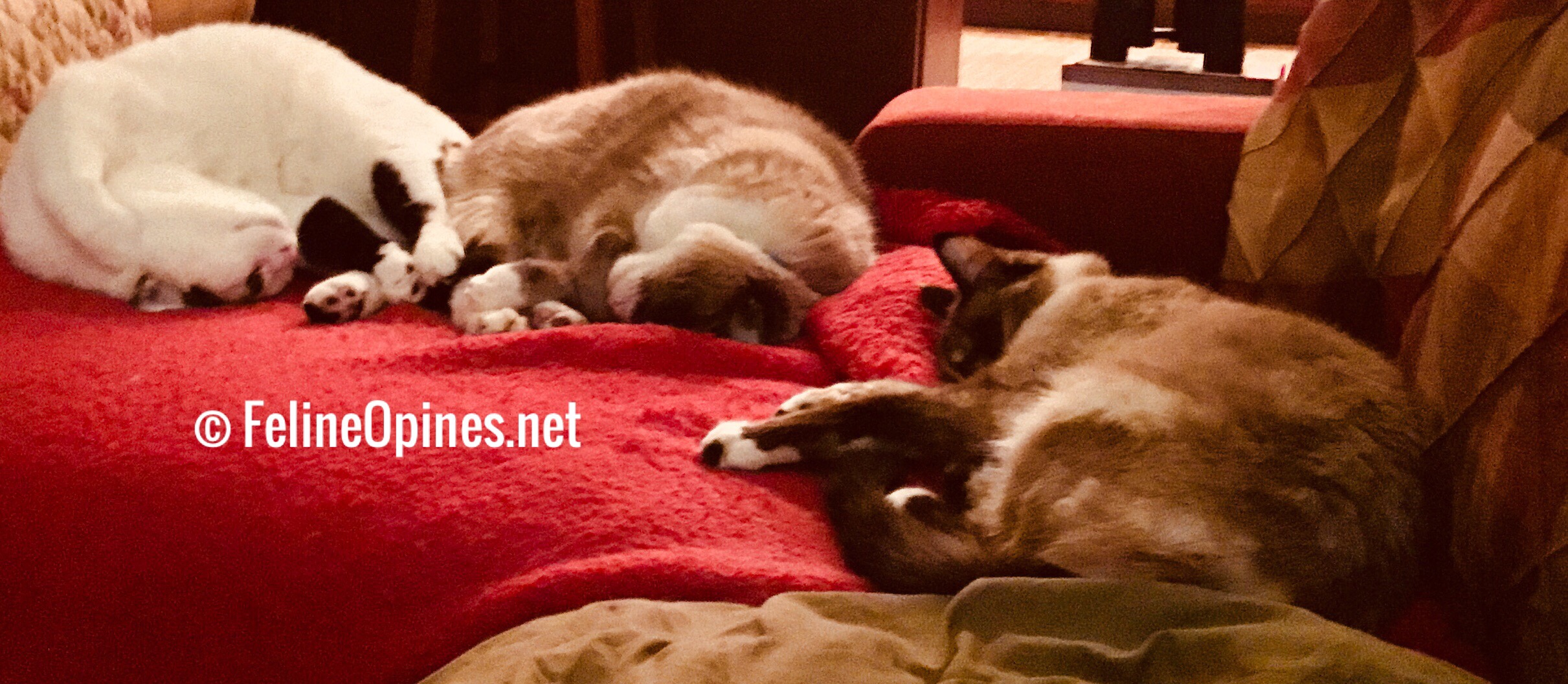 3 cats sleeping on a sofa