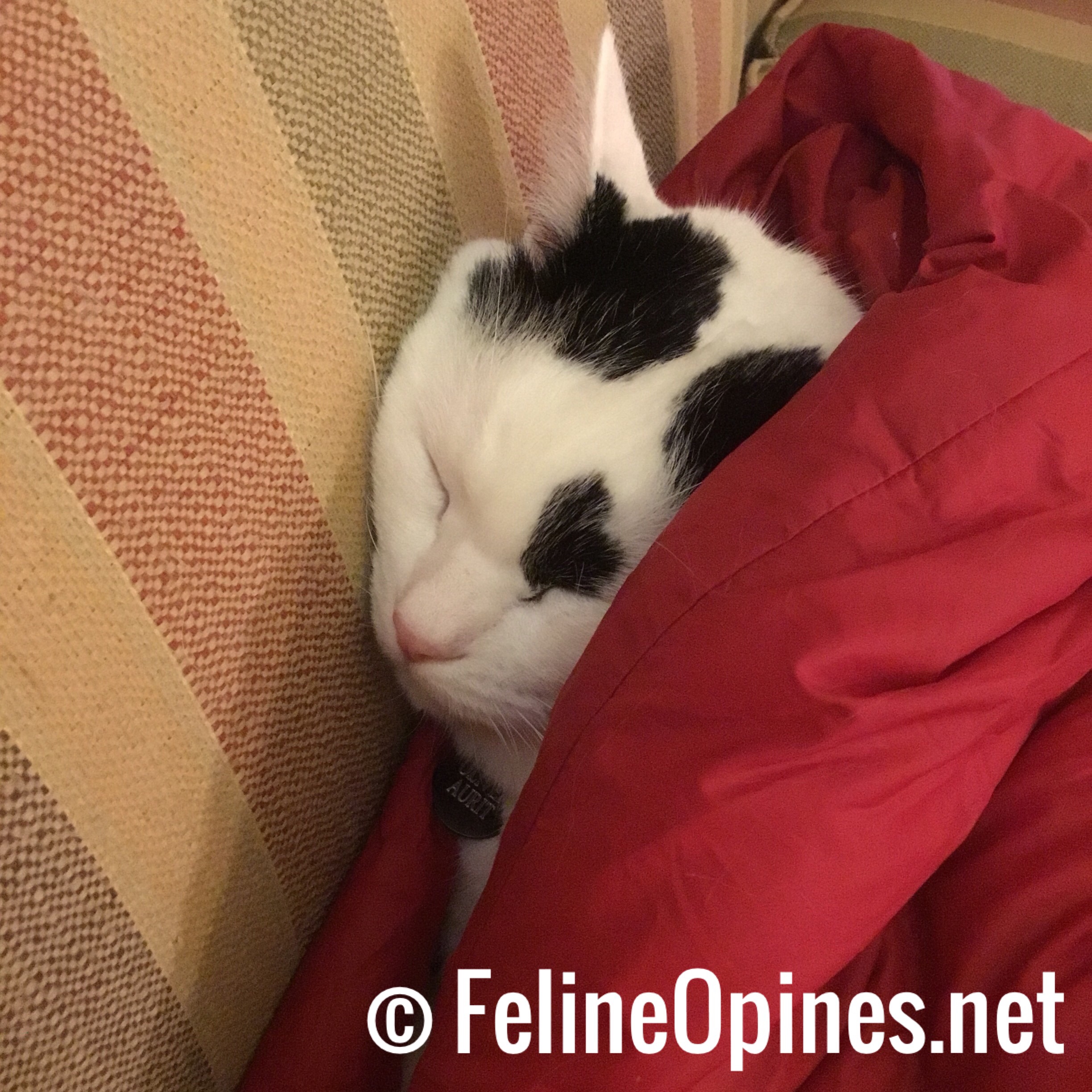 black and white cat sleeping under a red blanket