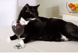 black and white cat with a glass of red wine