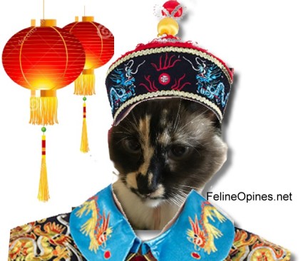 Siamese cat in Chinese costme