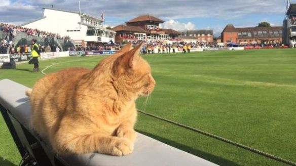 CricketCat