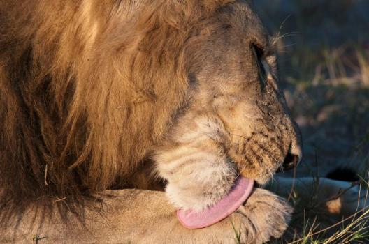 African lion licking his paw