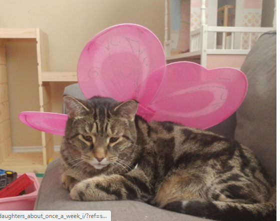 brown tabby with pink fairy wings
