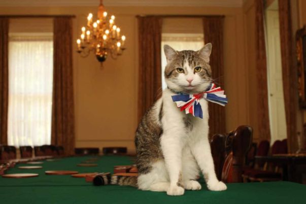 gray and white cat Larry the downing street cat