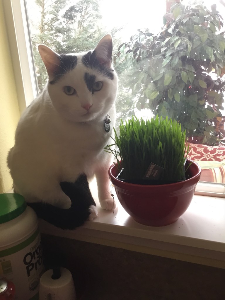 black and white cat eating wheat grass