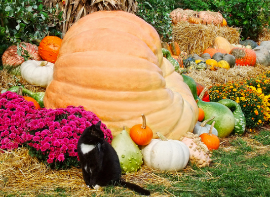 black and white cat in longwood gardens