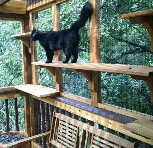 black cat in outdoor catio