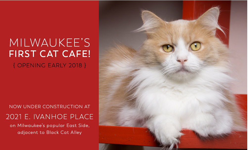 sip & purr cat cafe Milwaukee