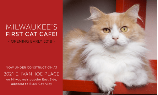 sip & purr cat cafe Milwaukee