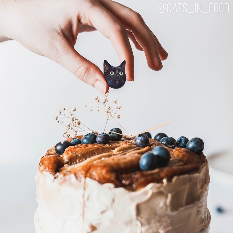 cats-in-food-24