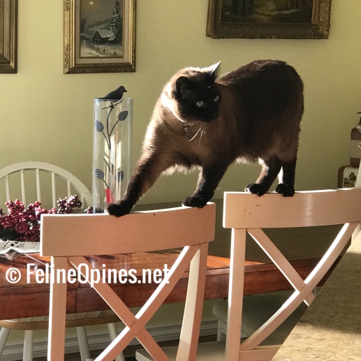 Siamese cat walking on top of dining room chairs