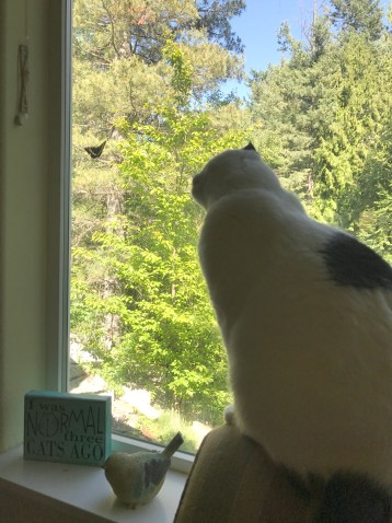 black and white cat looking at butterfly