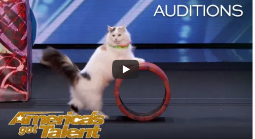 cats on Americas Got Talent
