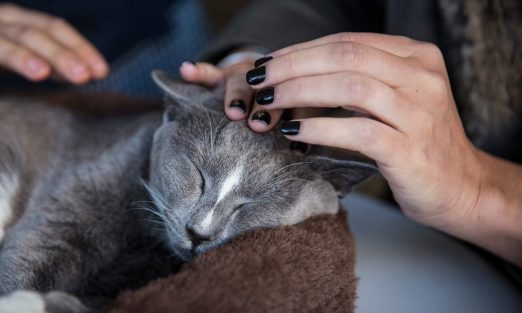 tips for bonding with your new cat
