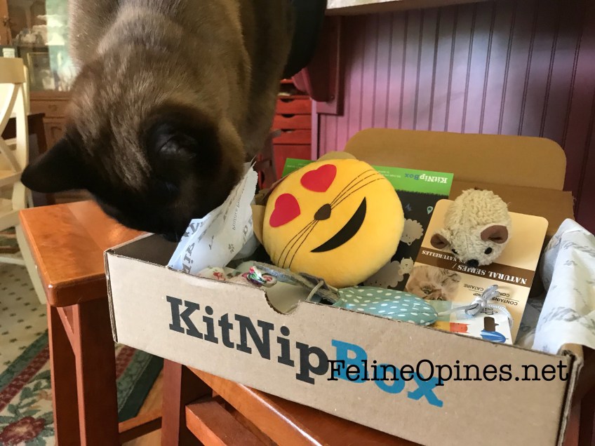 siamese cat inspecting KitNipBox
