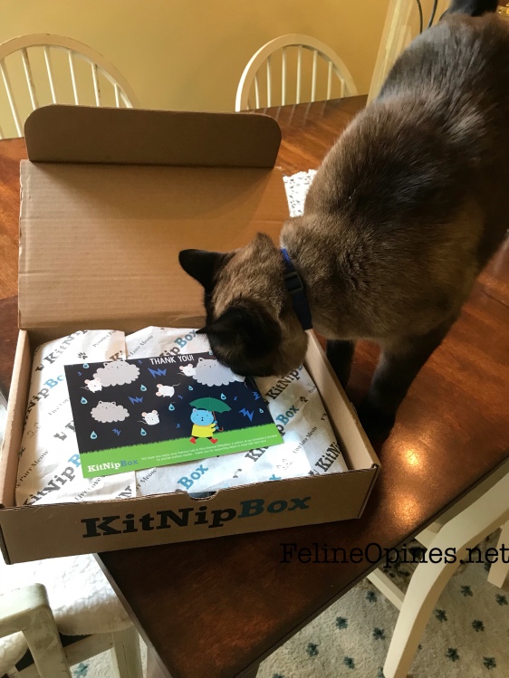 Siamnese cat inspects KitNip Box
