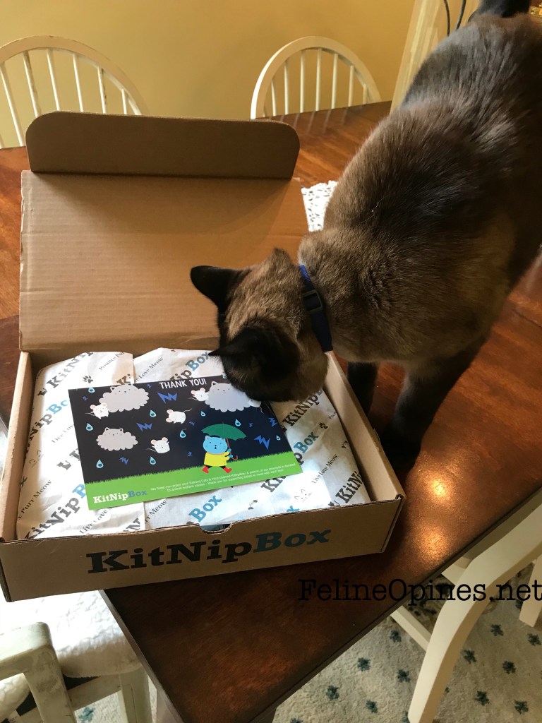 Siamnese cat inspects KitNip Box