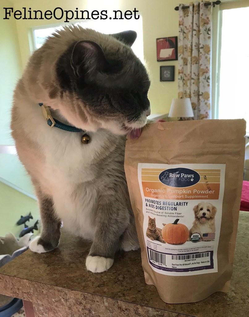 cat with raw paws pumpkin powder