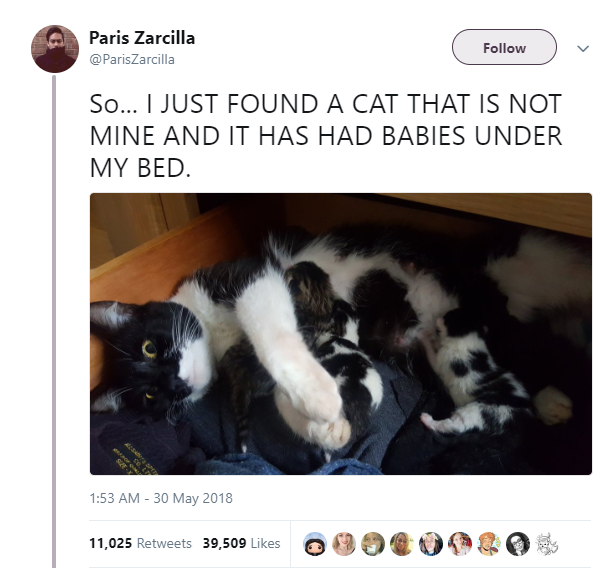 Paris Zarcilla cat daddy