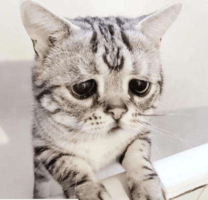 sad cat