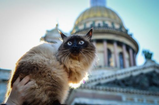 Siamese cat in St. Petersburg Russia