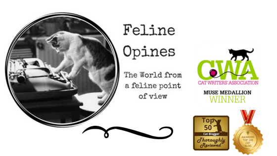 the world from a feline point of view