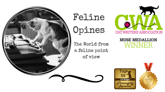 muse award winning blog