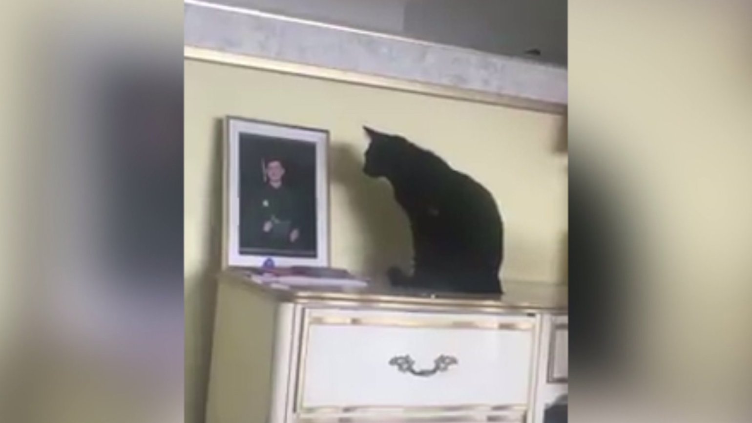 cat looks at photo of her owner who is away in the navy