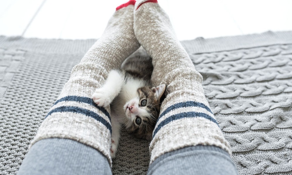 cats reduce stress in humans