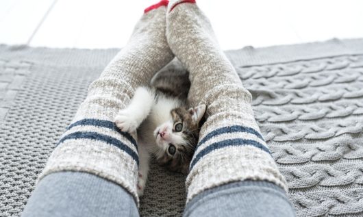 cats reduce stress in humans