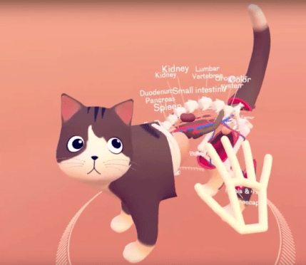 VR explores inside of cats