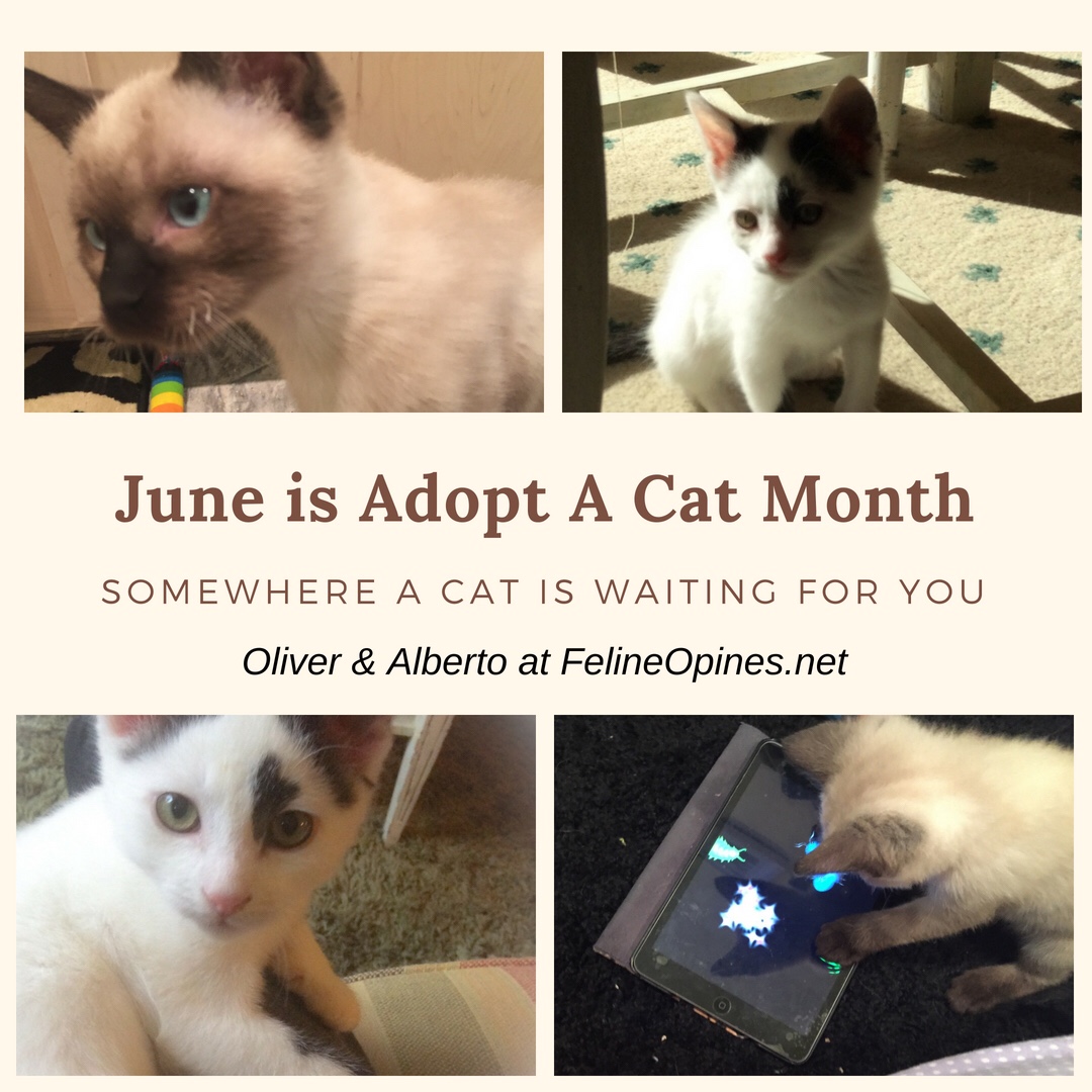 June is adopt a cat month, black and white and siamese kitteen