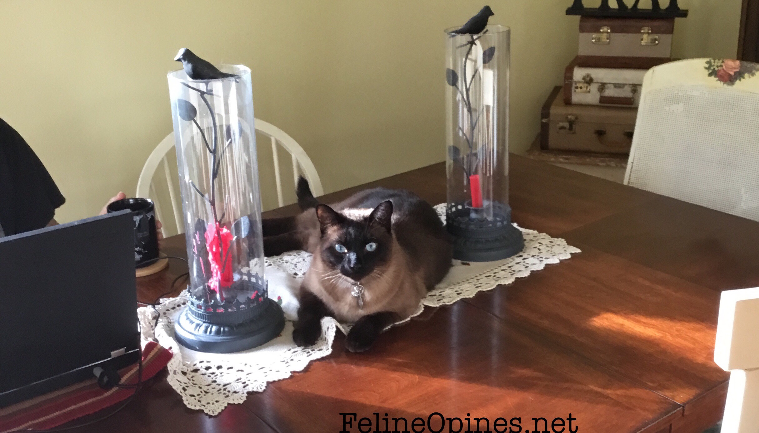 Siamese cat on the dining room table