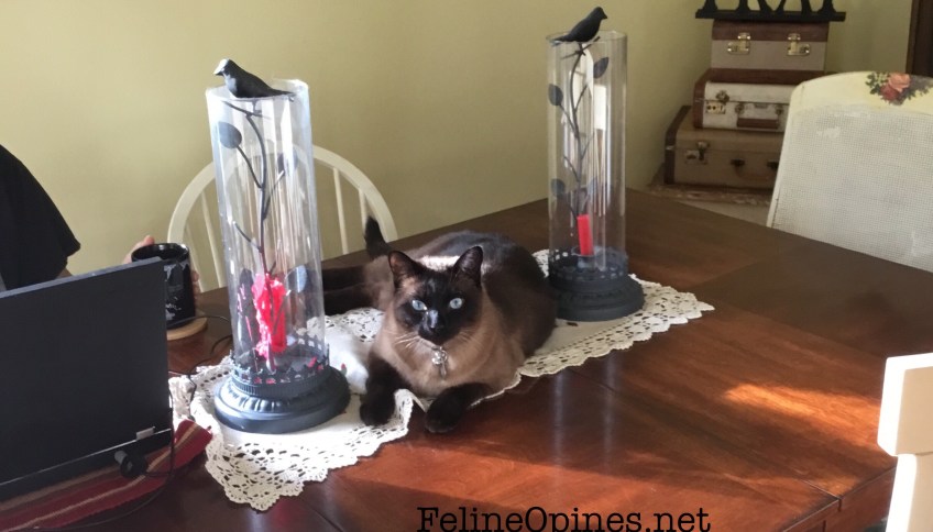 Siamese cat on the dining room table