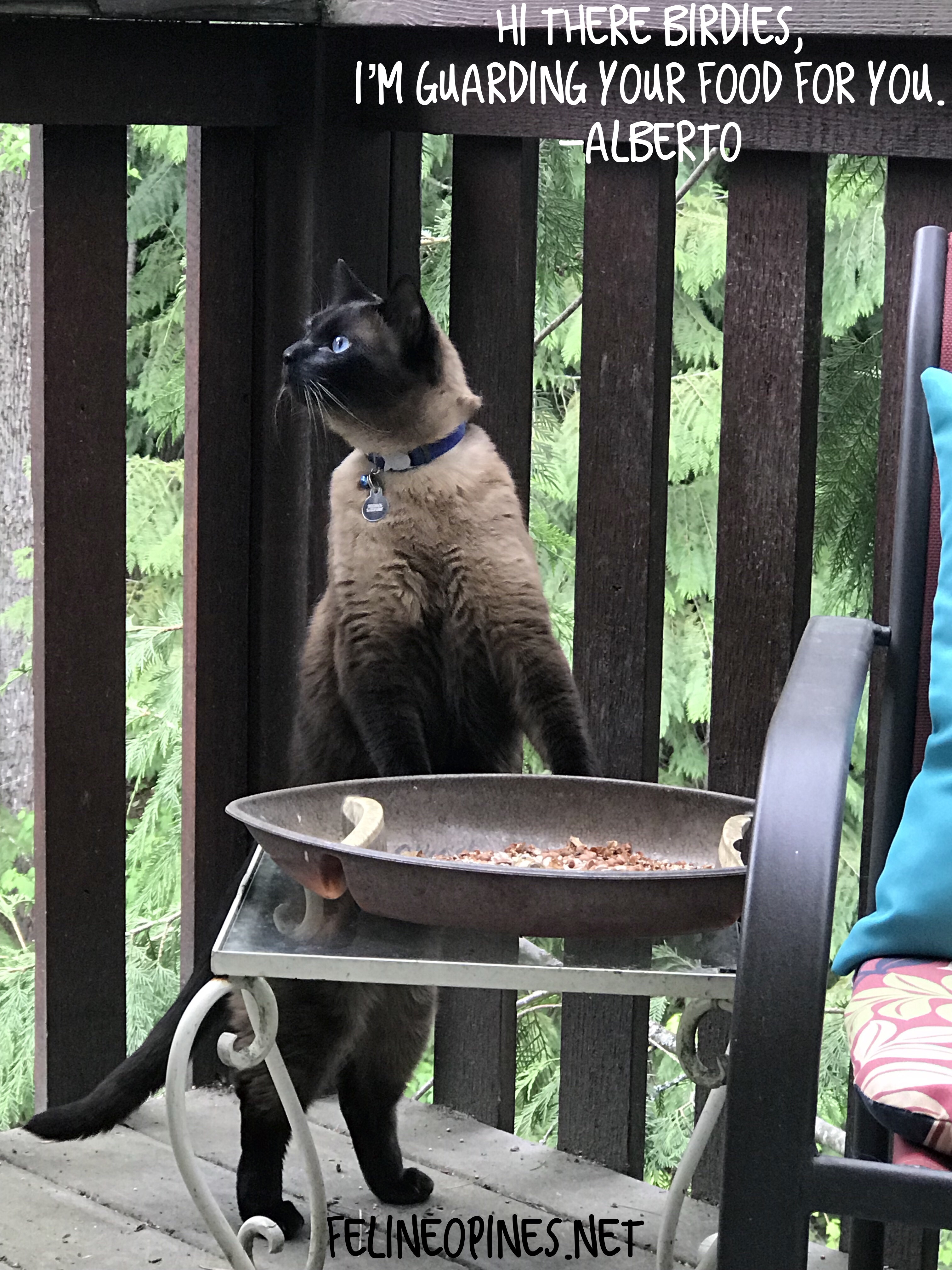 Siamese cat standing at bvird feeder