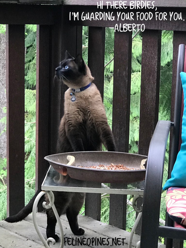 Siamese cat standing at bvird feeder