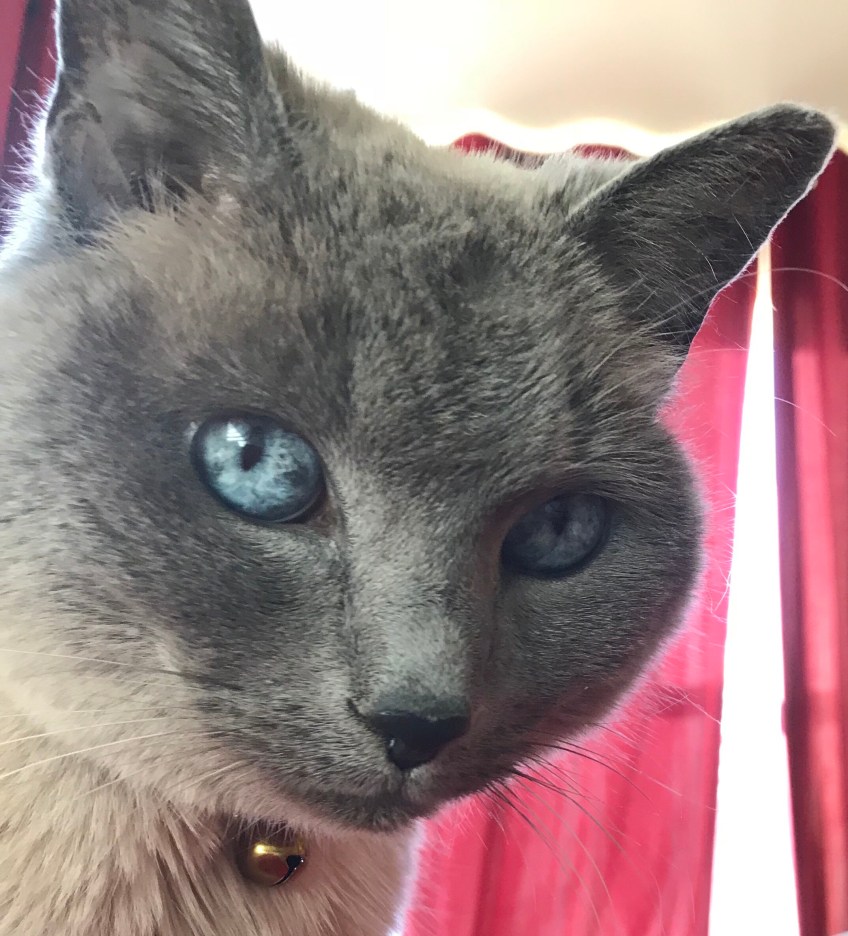 siamese Jasmine Tribe of Five