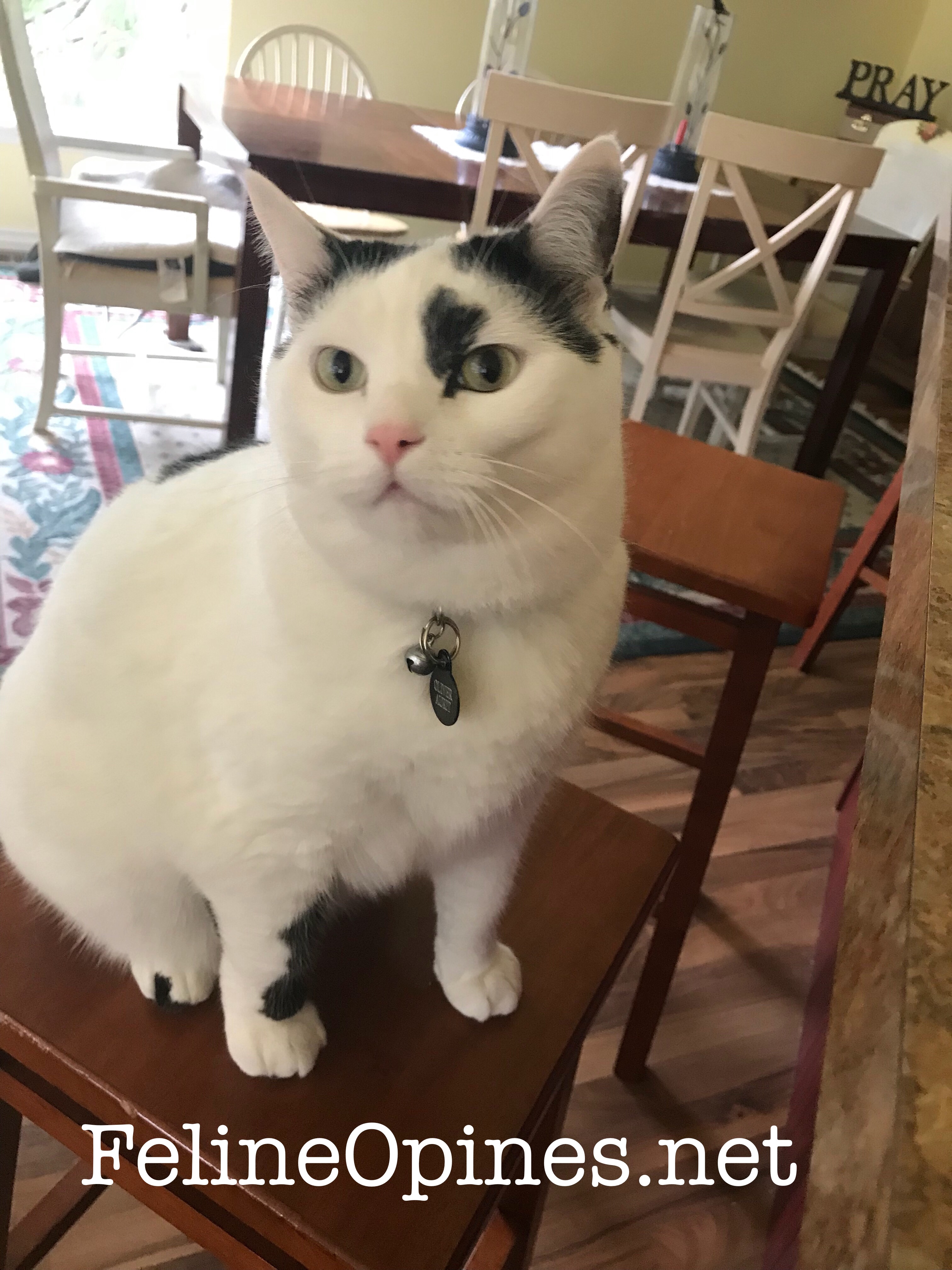 Black and white cat sits on stool waiting for dinner