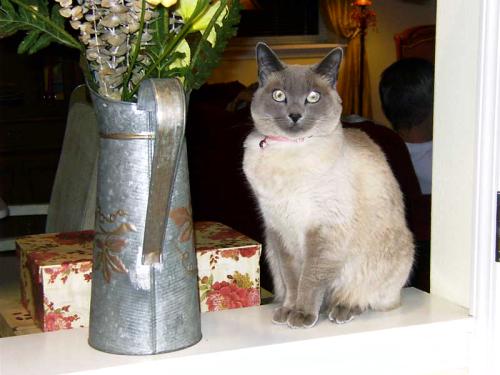 Siamese on counter with flowers