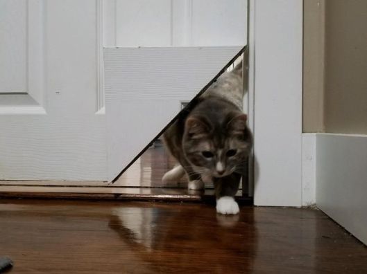 kitty korner cat door