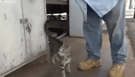 Newport News shipbuilding helps feral cats