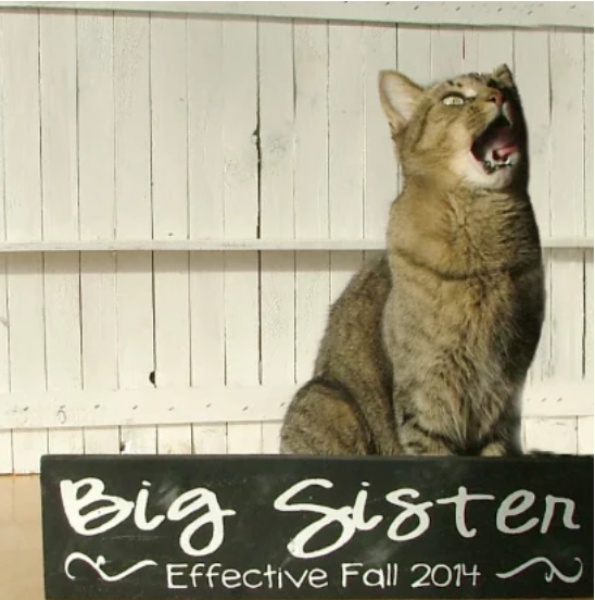 tabby cat in pregnancy announcement picture