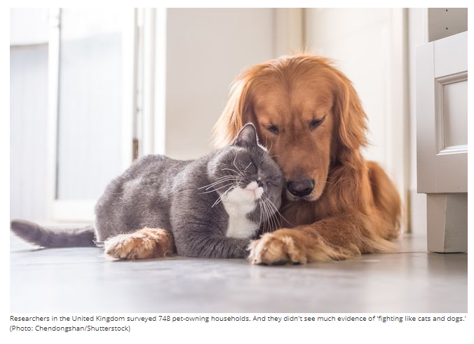 cat and dog cuddling