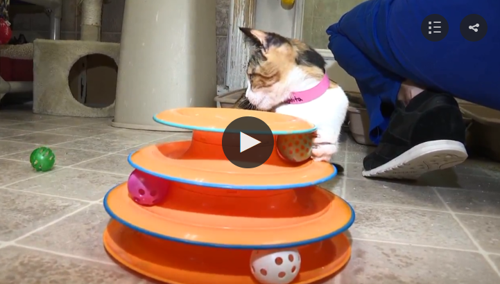 homeless cat gets help in Ft. Walton Beach, FL