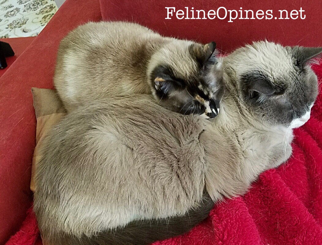siamese cats cuddling together