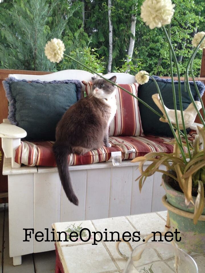 Siamese cat sitting on front porch bench